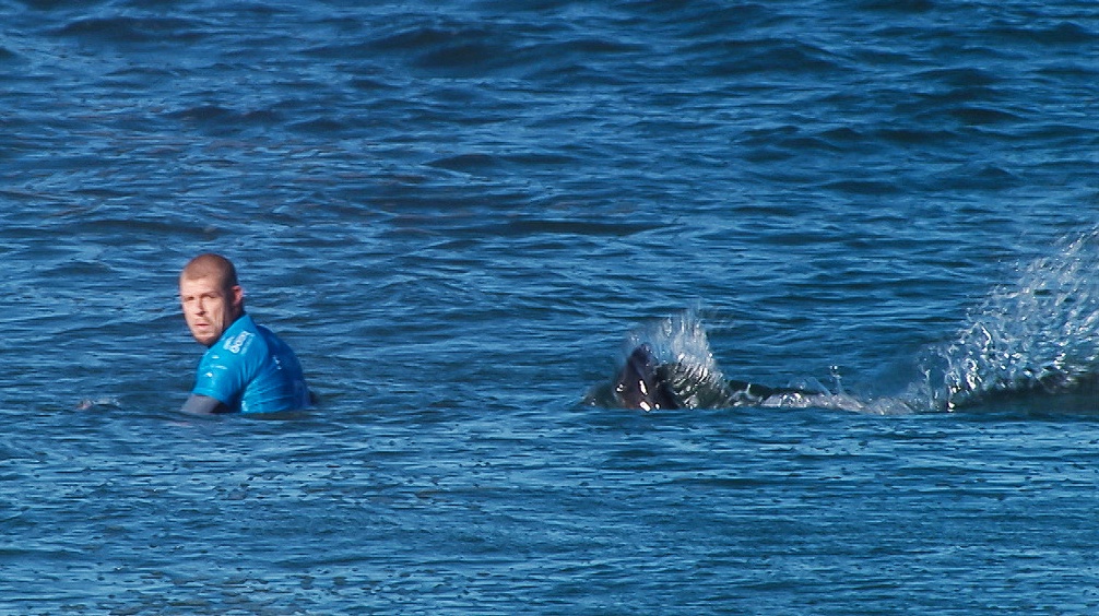 Surf pro - Championnat du Monde : Attaque de requin en pleine finale, la compétition arrêtée.