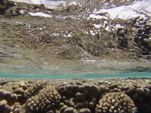 « De façon inattendue, des niveaux significatifs de chlordécone ont été mis en évidence dans les espèces analysées, dont des poissons consommés localement », soulignent les trois chercheurs dans leur étude.