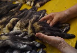 Chine: dans la ville des JO-2022, un paradis controversé de la fourrure