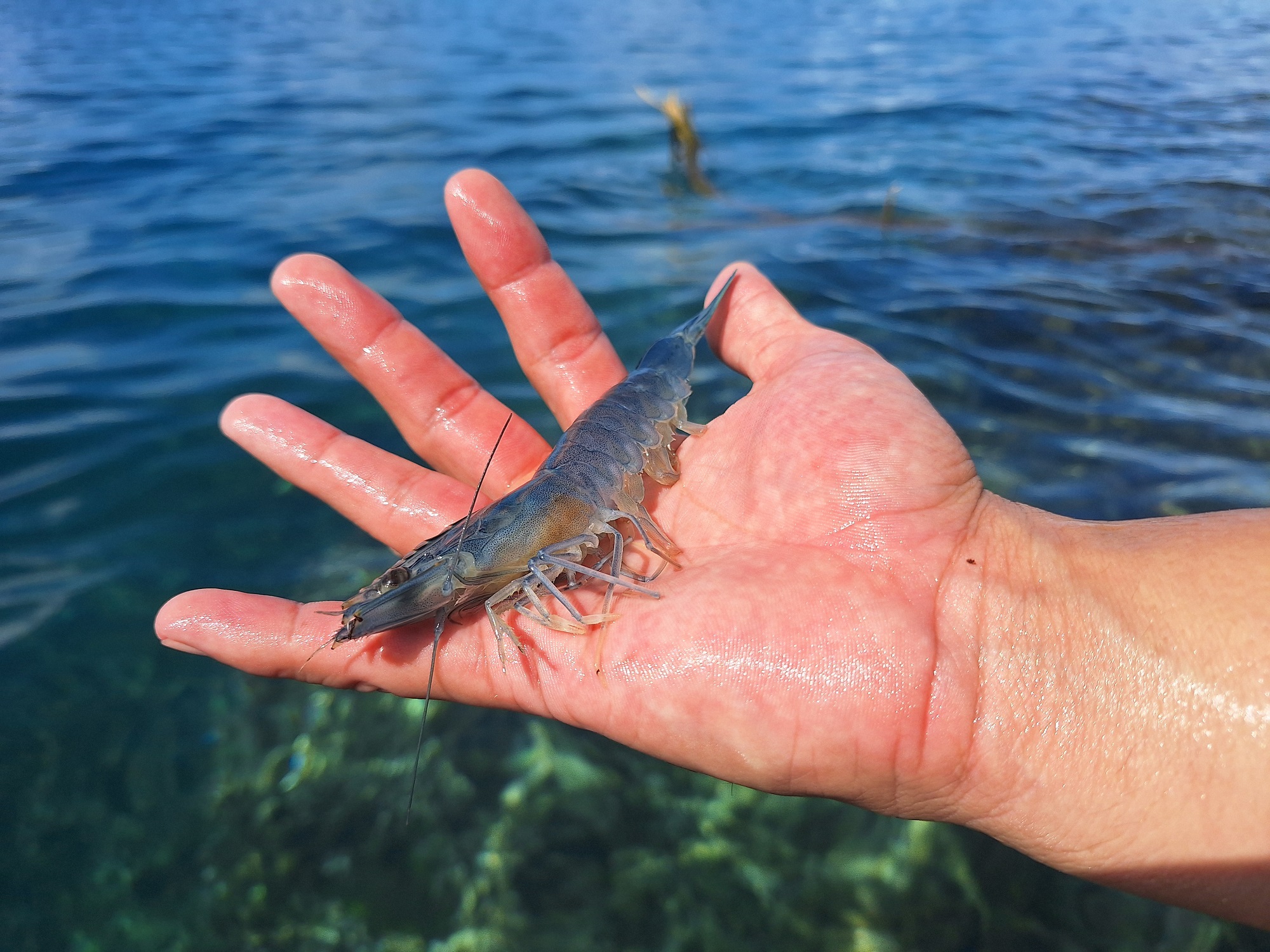 Cette production-test affiche un excellent taux de survie et de croissance.