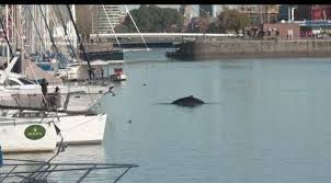 Une baleine perdue dans le port de Buenos Aires