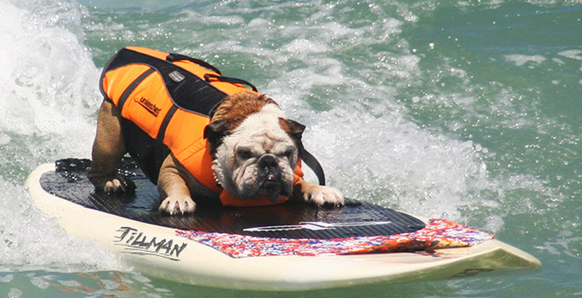 San Diego: Un championnat du monde de surf...pour les chiens