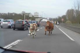 "Rodéo" sur l'autoroute pour retrouver des vaches après un accident de bétaillère