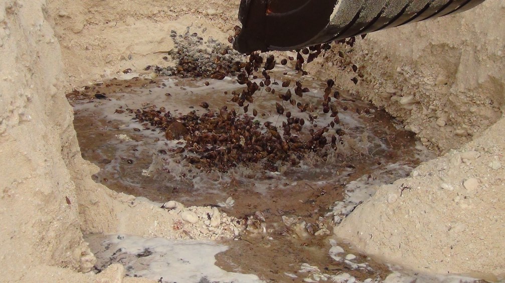 Les escargots ont été mis dans un fossé sur une plage de Amaru avant d'être recouverts d'eau de mer.