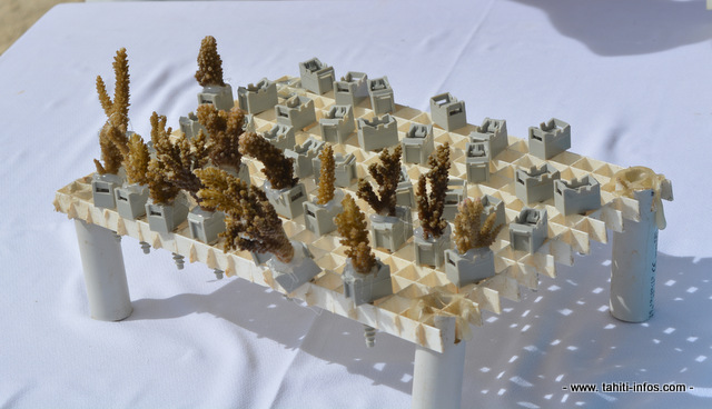 Des boutures de corail prêtes à être réimplantées sur des récifs coralliens, depuis plusieurs années, le Criobe mène des recherches sur cette reproduction asexuée des coraux.