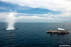 Les dents de la mer: l'insatiable appétit des Hongkongais menace les océans