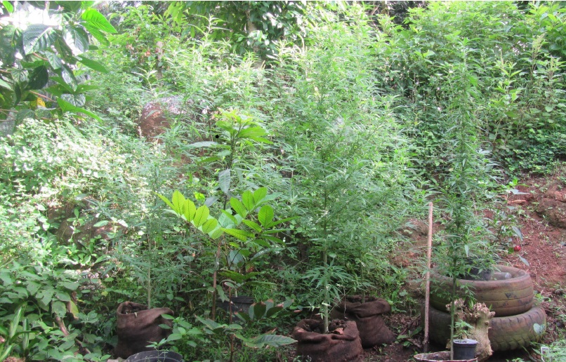 198 plants de paka ont été détruits à Nuku Hiva.