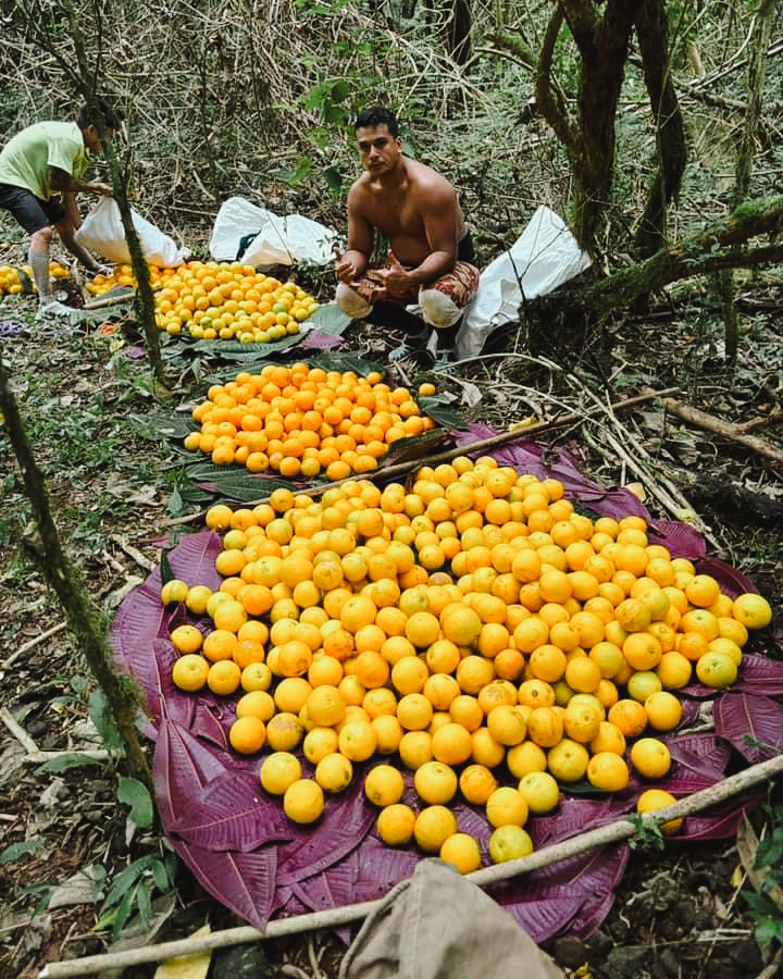 Le Tomora'a, une fierté communale