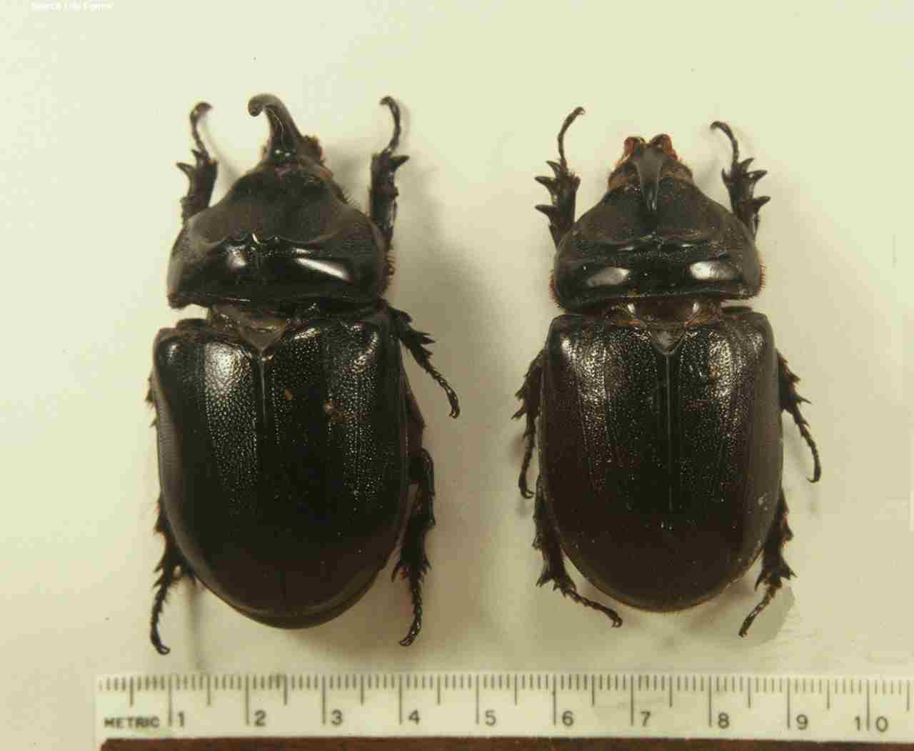 Un oryctes rhinocéros. Si cet insecte s'introduit en Polynésie, cocotiers, uru et manguiers seraient fortement touchés.