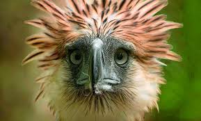 Philippines: un aigle d'une espèce menacée abattu après avoir été relâché dans la nature