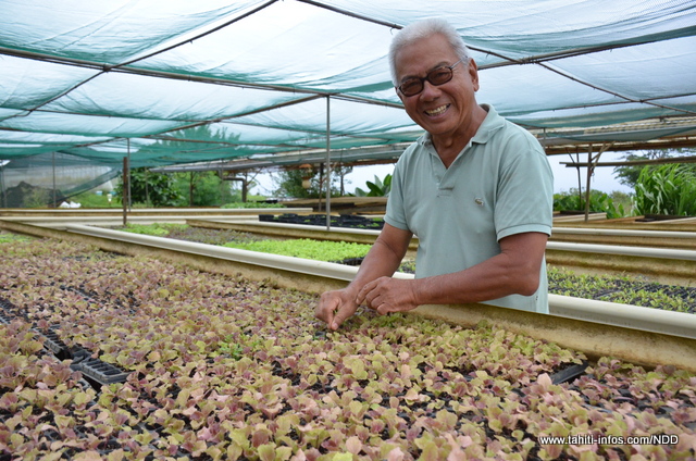 La pépinière de salade à Vairao