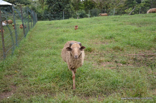 Salades, tomates et concombres bio bientôt livrés en panier