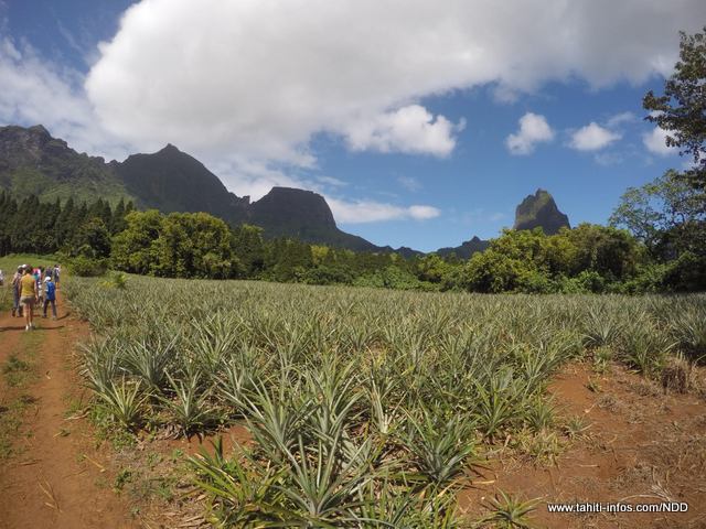 Les champs d'ananas