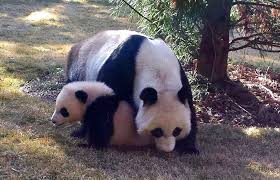 Heureux événements au zoo de Washington: naissance de deux bébés pandas géants