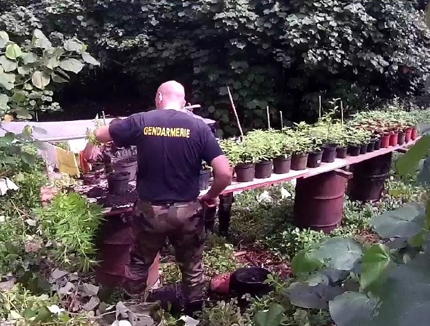 Une plantation de paka détruite par les gendarmes à Raiatea