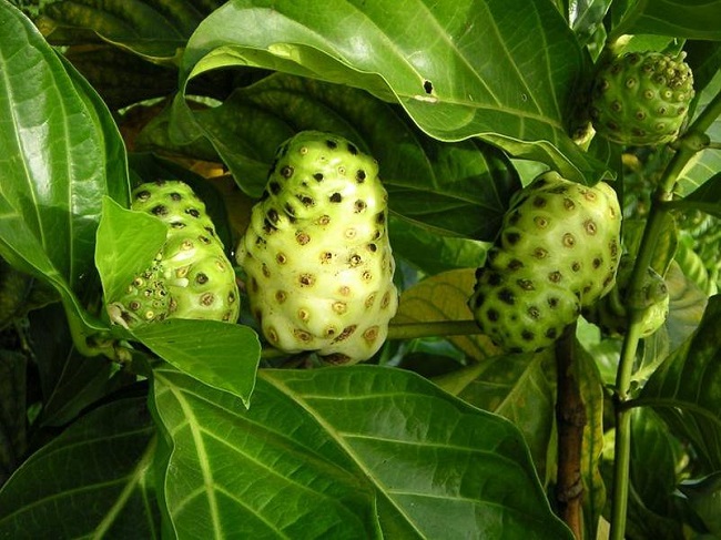 Commerce extérieur : La perle n'a plus la côte mais le noni explose