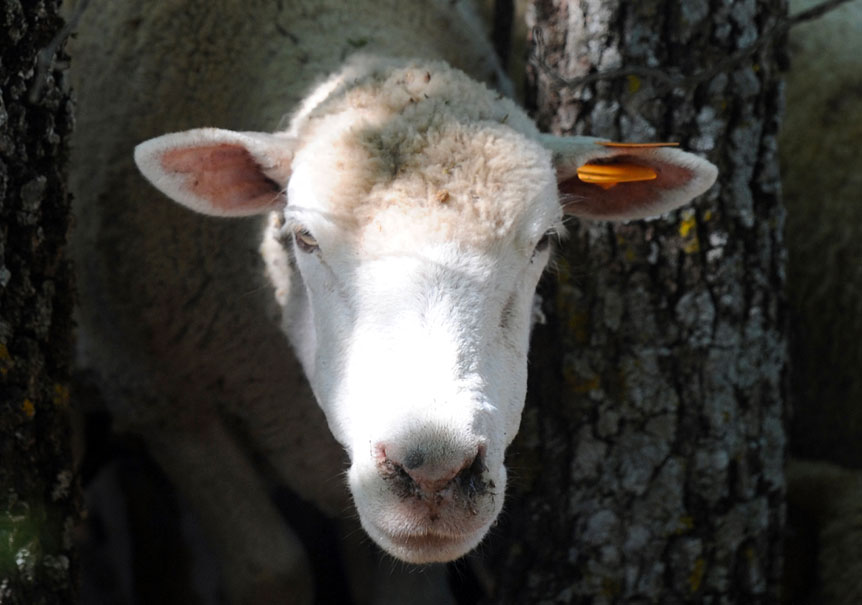 Crédit GERARD JULIEN / AFP