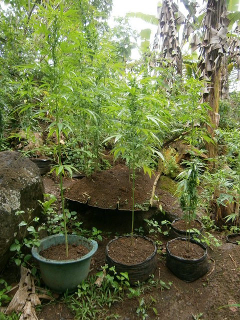 Les explications du pakaculteur n'ont pas convaincu les juges : 6 mois de prison avec sursis.