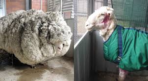 Une nouvelle vie au poil pour Chris le mouton, allégé de 40 kilos