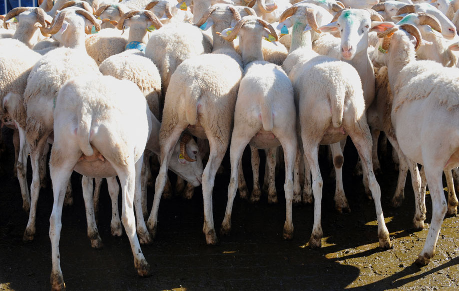 Crédit ERIC CABANIS / AFP