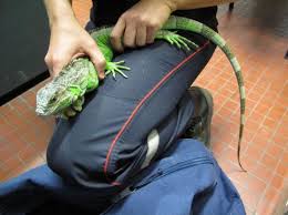 Equateur : un Mexicain arrêté aux Galapagos avec 11 iguanes dans son sac à dos