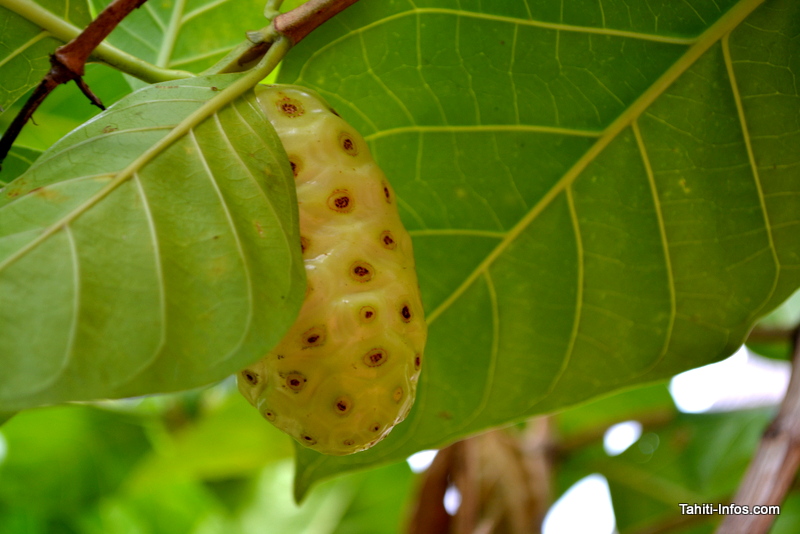 Ce fruit à l'odeur nauséabonde et au goût peu apprécié regorge de propriétés médicinales. Mais il ne vous guérira pas du cancer ou du Sida…