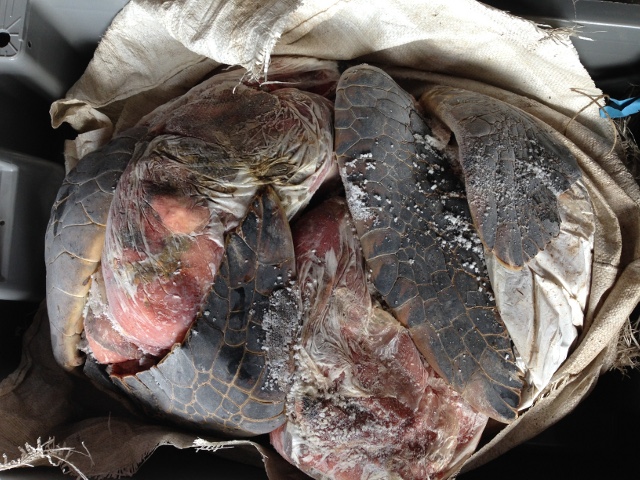 Les carcasses de tortues transitaient dans des glaciaires réfrigérées à l'arrière du pick-up.