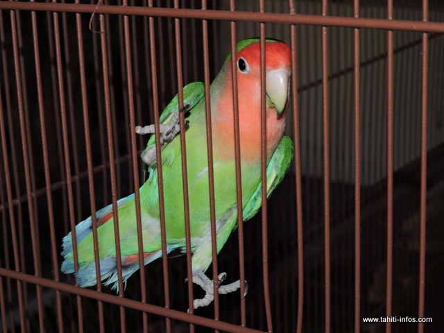 Différents types d'animaux seront vendus...