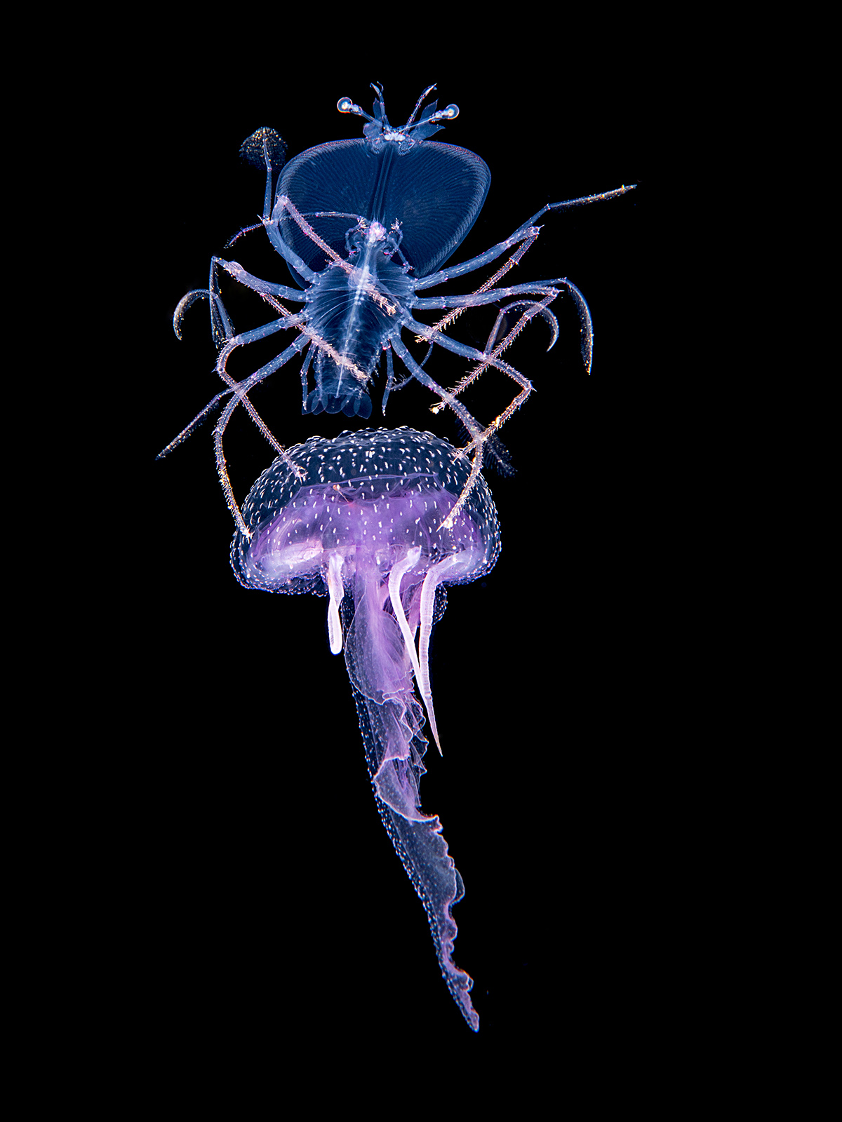 Larve de crustacé, phyllosome, installée sur une méduse Pelagia noctiluca. La larve pourrait se nourrir de la méduse et utiliser cette dernière pour économiser ses mouvements. La méduse servirait en quelque sorte de taxi à la larve de langouste. Crédit : Fabien Michenet et Anthony Berberian