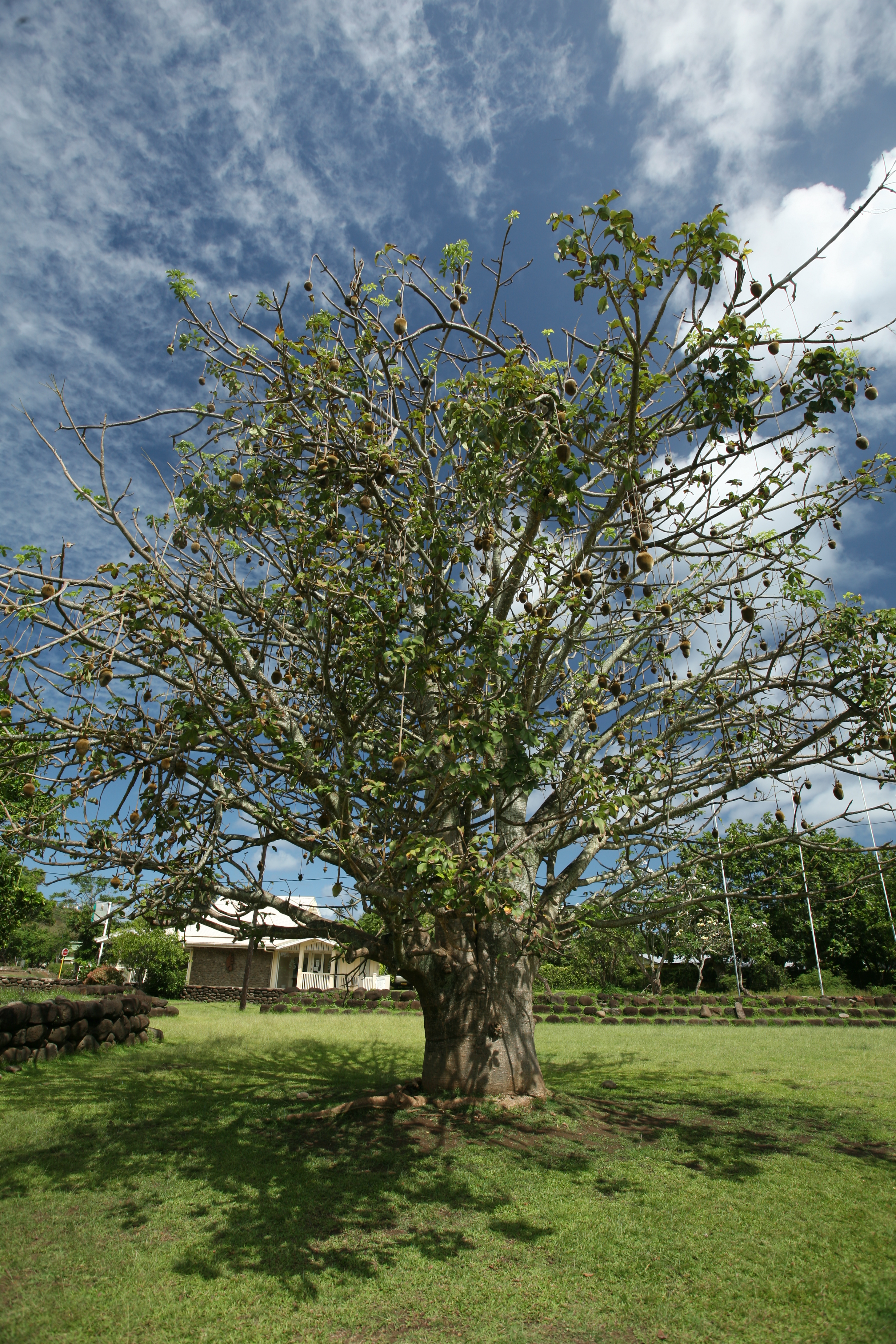 Le baobab avec ses fruits, tel qu’il se dressait encore sur la place de Atuona il y a quelques jours.