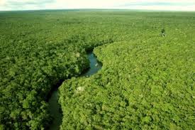 Le biologiste George Schaller s'inquiète pour une Amazonie en danger