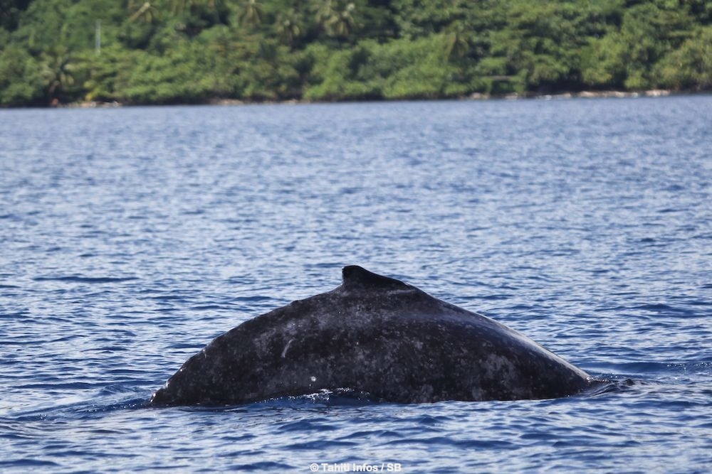 Une baleine a plongé juste devant les pirogues