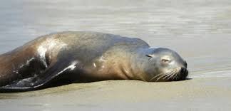 Les otaries s'échouent sur les côtes californiennes à un rythme alarmant