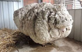 Chris le mouton au livre des records grâce à sa toison de plus de 41 kilos