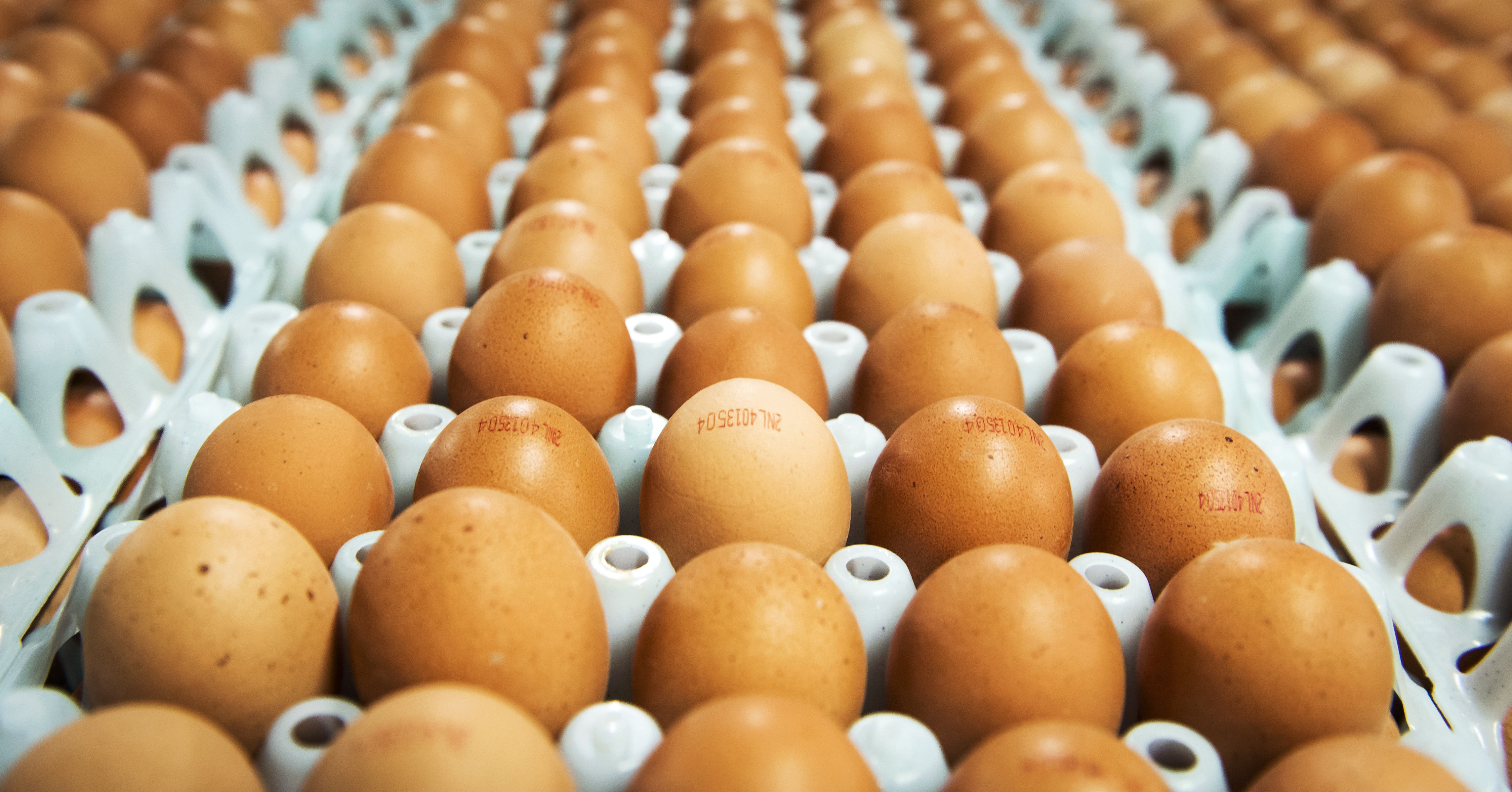 Un éleveur de poules pondeuses obtient d'être indemnisé par le Pays