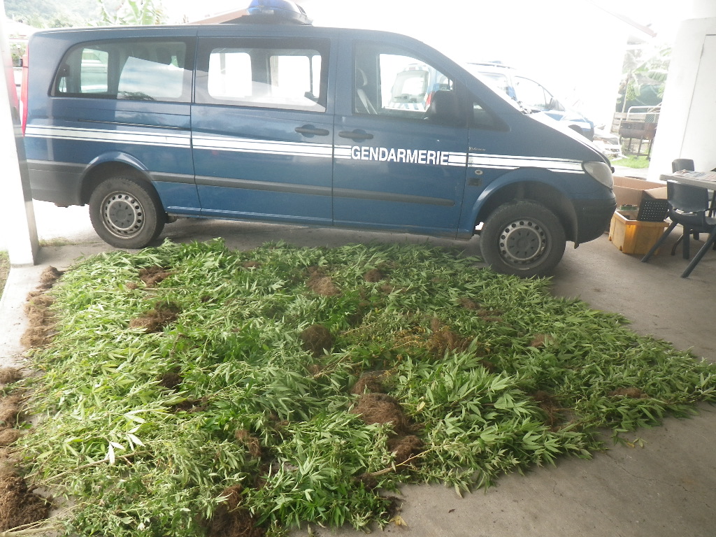 Les plants de paka sont systématiquement arrachés et détruits après comptage.