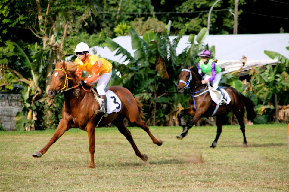 Cinq courses ce dimanche à l'hippodrome de Pirae
