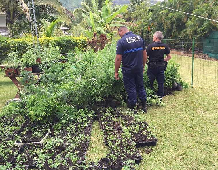 Les deux pakaculteurs ont été convoqués à l'audience collégiale du tribunal correctionnel le 12 avril prochain.