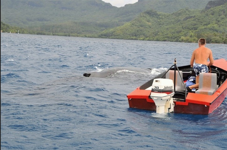 La photo de l'homme s'approchant d'une baleine en bateau daterait de 2009