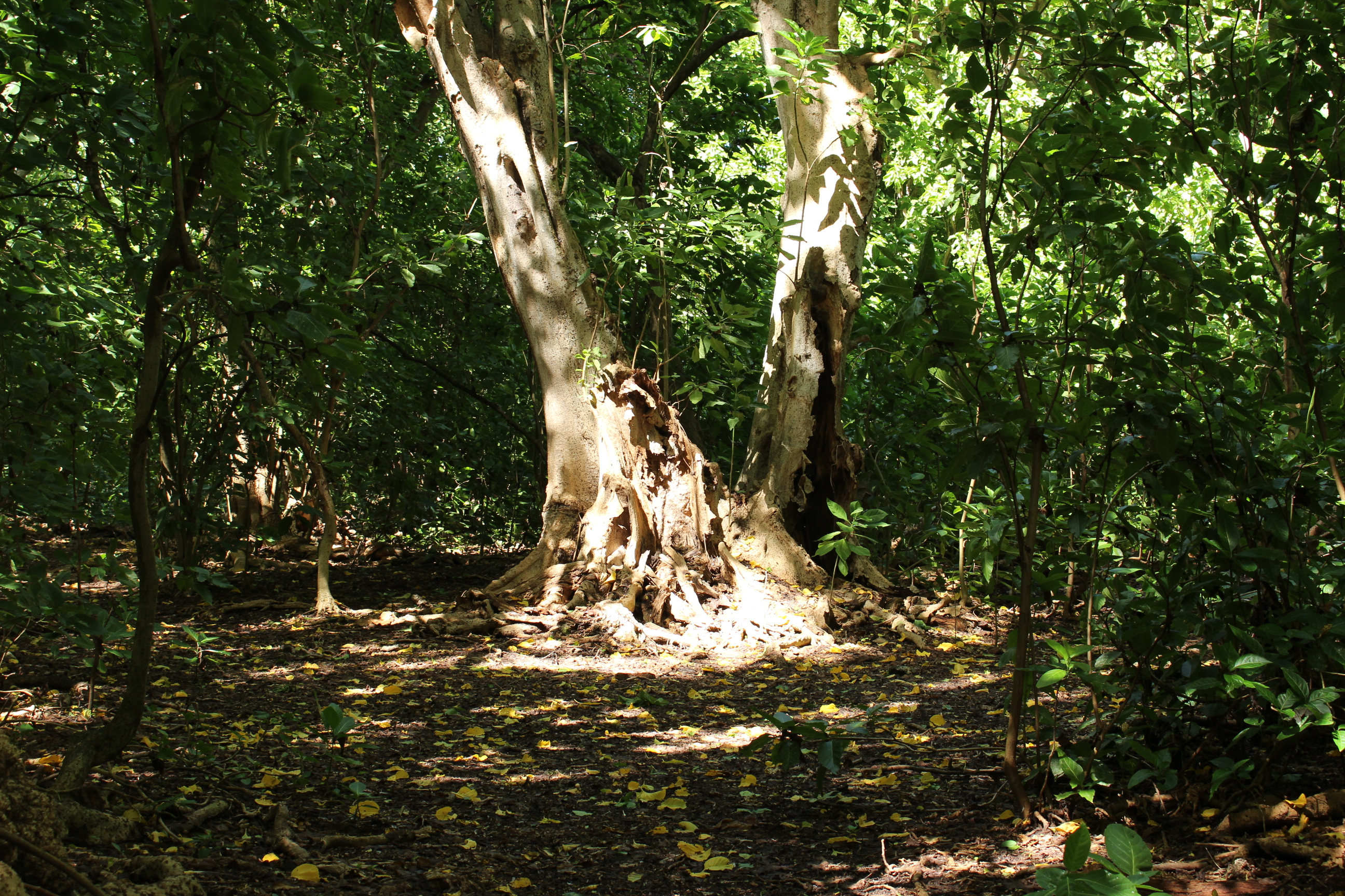 La Polynésie française aussi fête la science