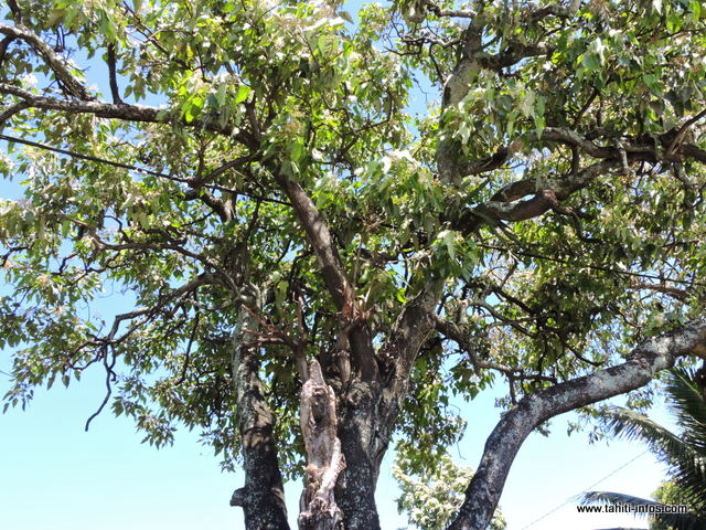 "Voici un cas typique de danger réel parce qu'on voit bien qu'il y a le câblage d'EDT qui passe à travers cet arbre. Il va falloir l'élaguer", prévient Sergio Bordes.