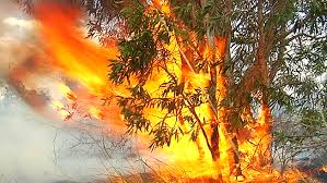 Multiplication des incendies de forêt en Nouvelle-Calédonie