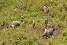 RDC : quatre fonctionnaires tués en luttant contre le braconnage d'éléphants
