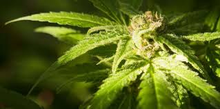 Le Chili va autoriser la vente de médicaments dérivés du cannabis