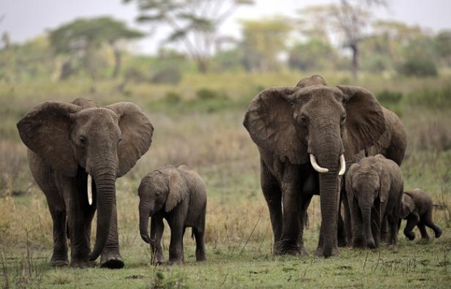 Comment les éléphants trompent le cancer