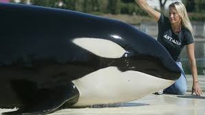 Une orque de 19 ans meurt au Marineland d'Antibes, une semaine après les inondations