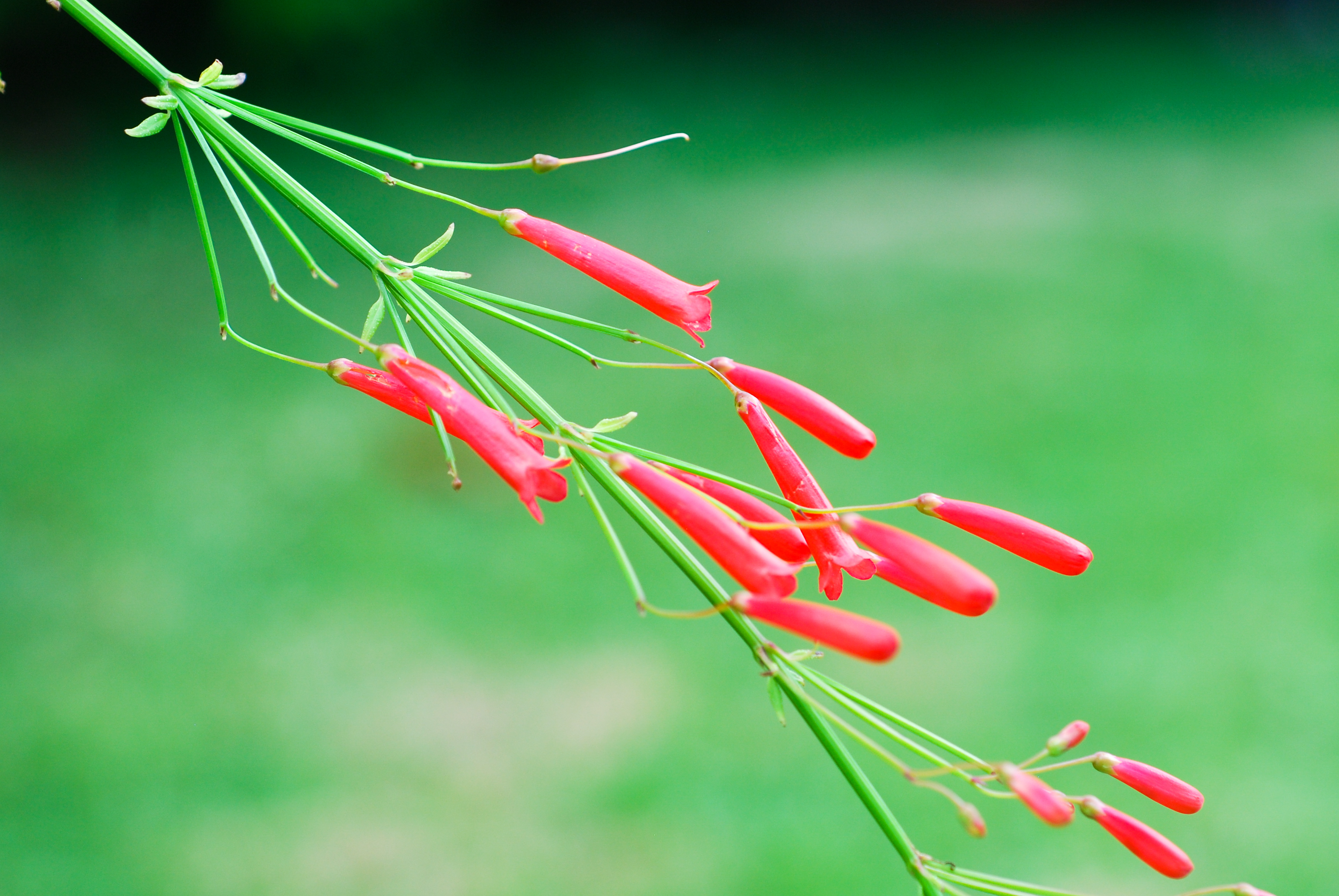 Voyage botanique dans les jardins de Vaipahi