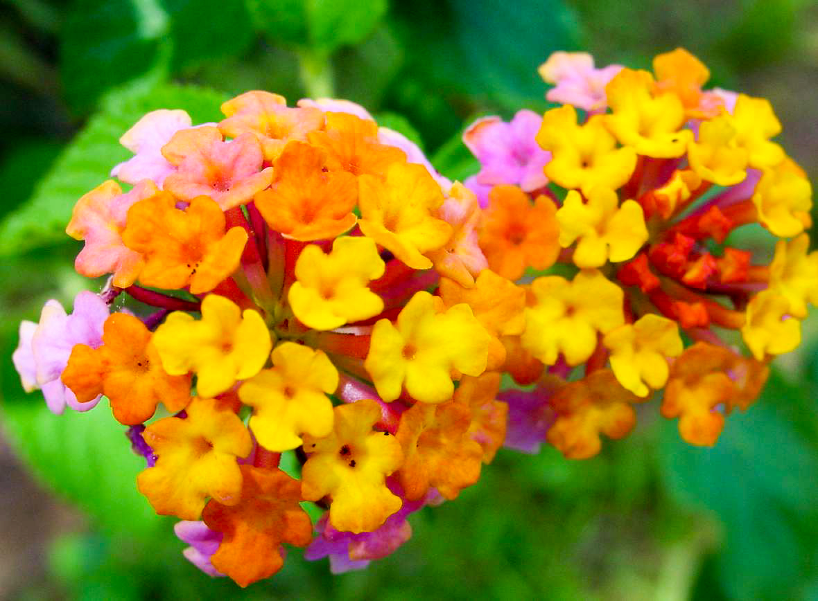 Voyage botanique dans les jardins de Vaipahi