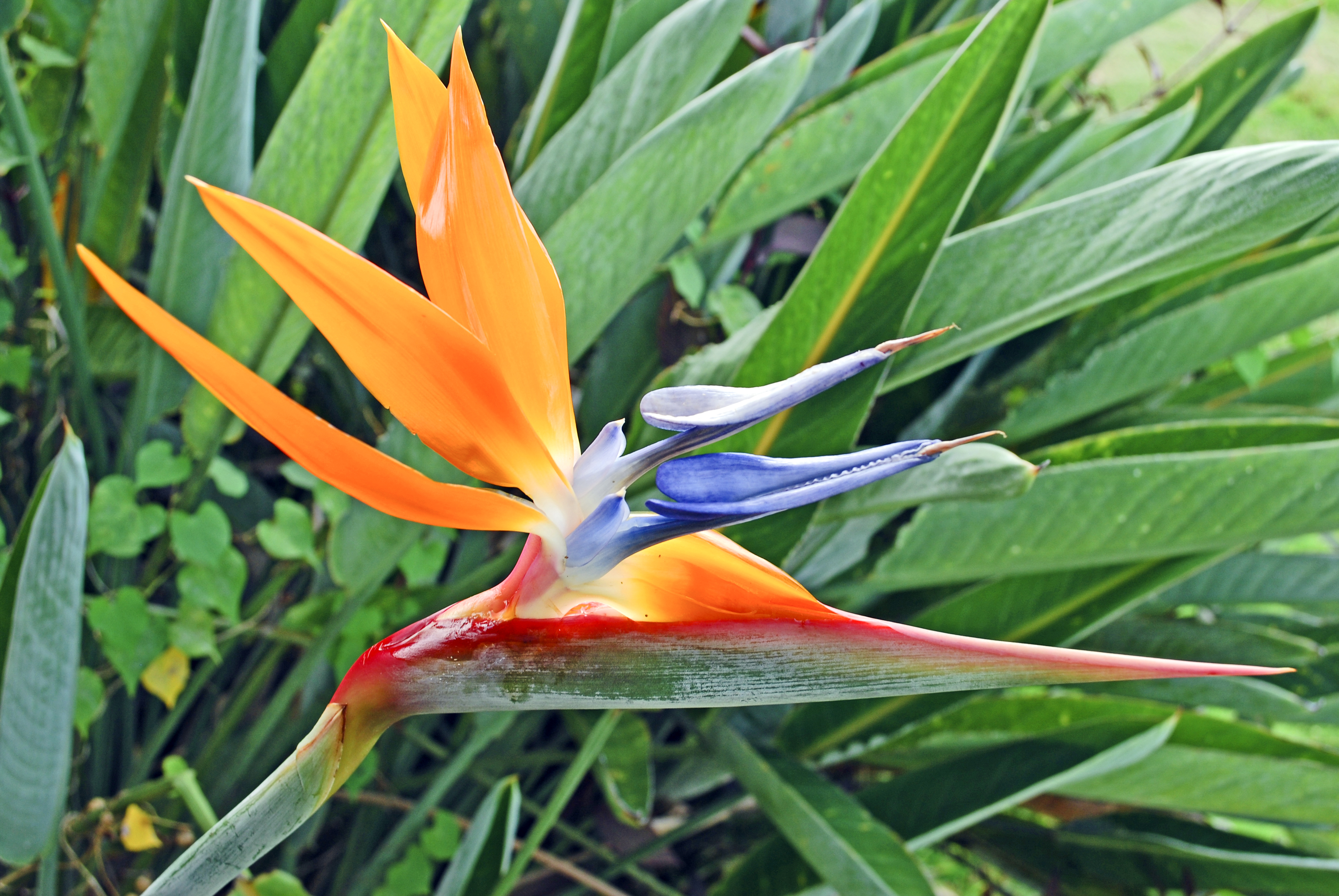 Voyage botanique dans les jardins de Vaipahi