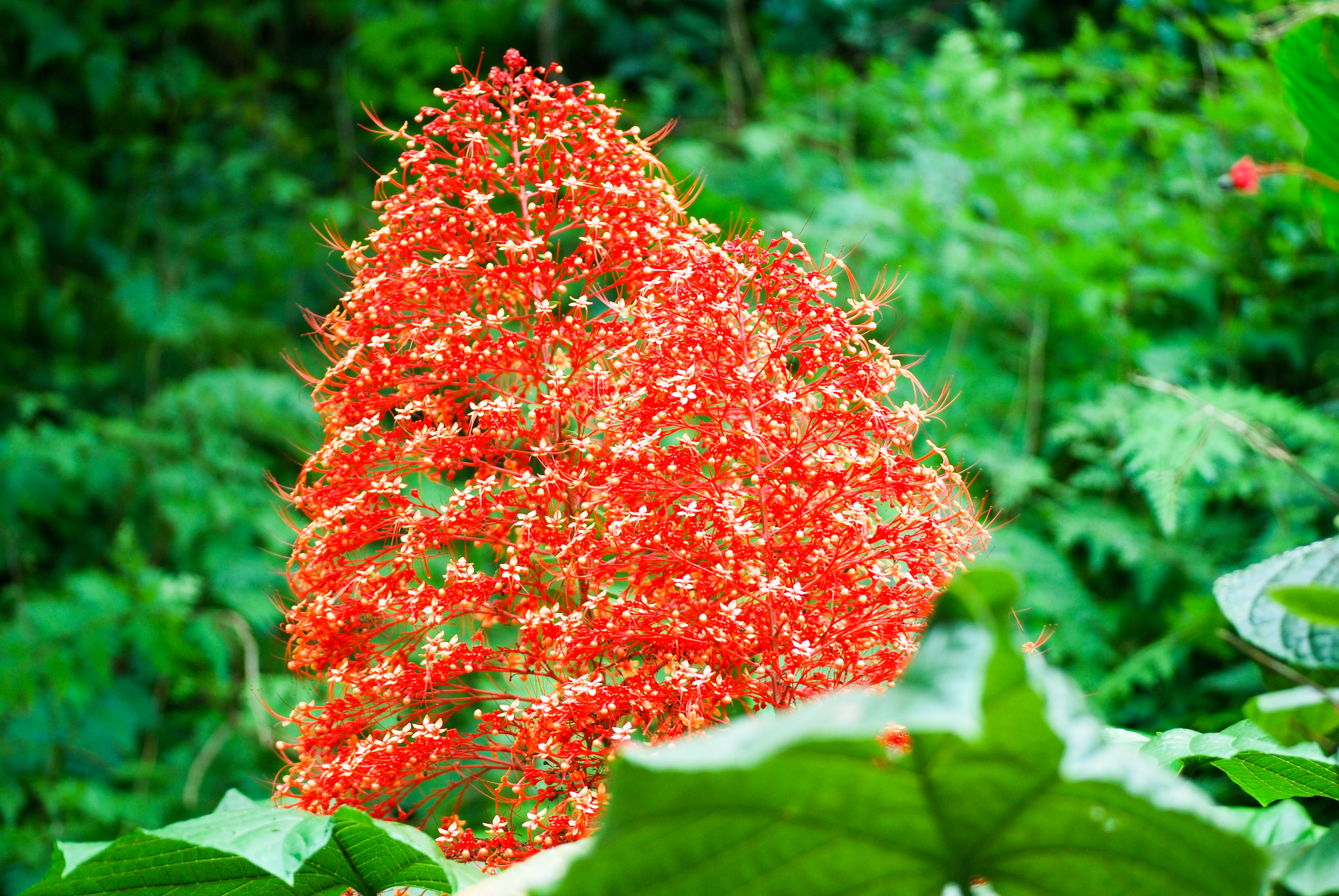 Voyage botanique dans les jardins de Vaipahi